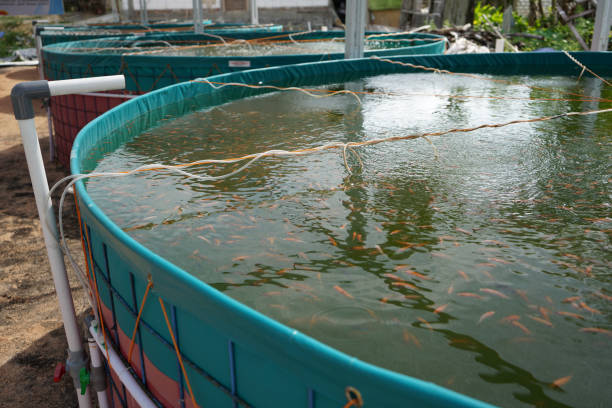 Fish Farming